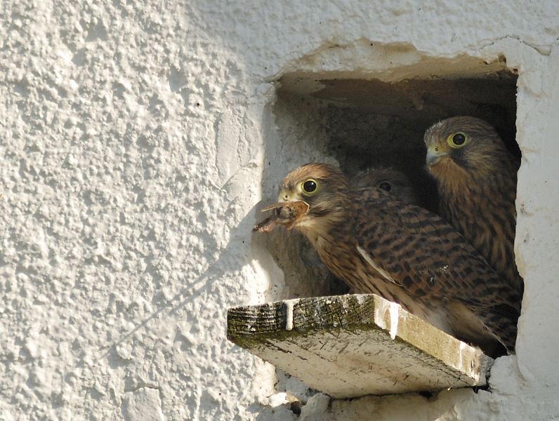 Turmfalke und Heißhunger